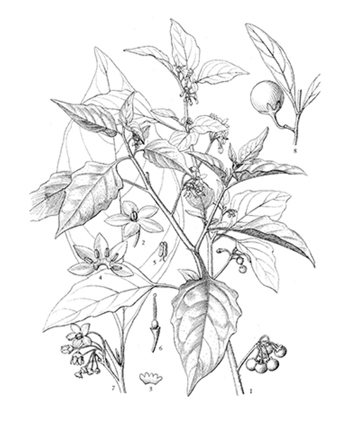 Natural compounds from  Solanum nigrum